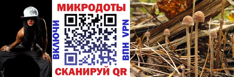 блэк спрут ссылка Новотитаровская Галлюциногенные грибы Magic Shrooms